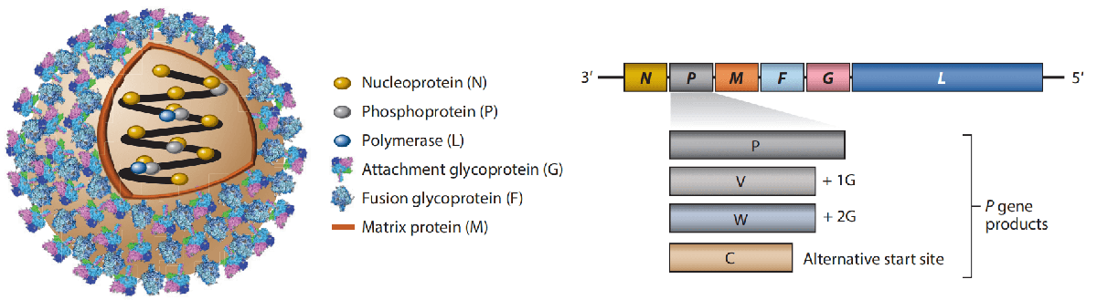 Nipah Virus Antigens and Antibodies Logo